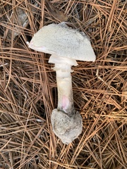Amanita mutabilis