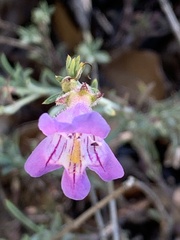 Penstemon linarioides