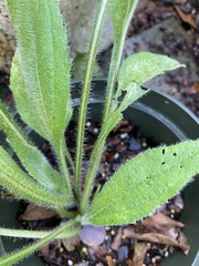 Rudbeckia hirta