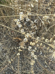 Lepidium perfoliatum