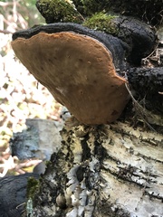 Phellinus