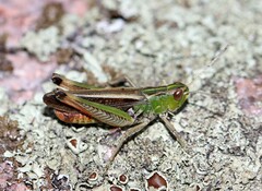 Stenobothrus lineatus