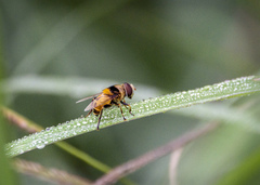 Palpada pusilla