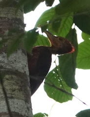 Reinwardtipicus validus