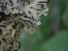 Hypogymnia physodes
