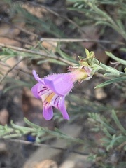 Penstemon linarioides