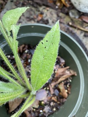 Rudbeckia hirta