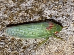 Gyponana octolineata