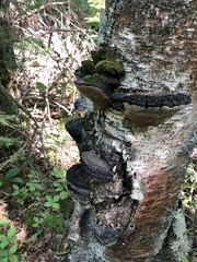 Phellinus