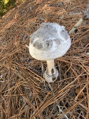 Amanita mutabilis