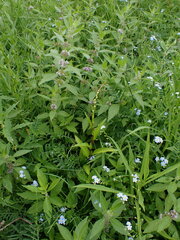 Persicaria