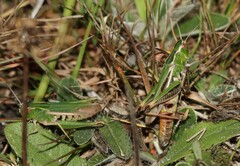 Stenobothrus lineatus