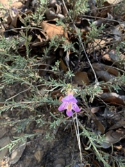 Penstemon linarioides