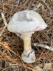 Amanita mutabilis