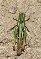 Stenobothrus lineatus