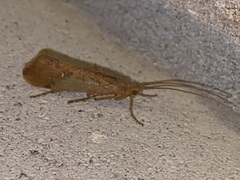 Limnephilus rhombicus