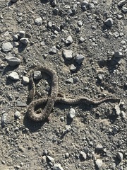 Pituophis catenifer deserticola