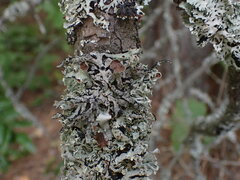 Hypogymnia imshaugii