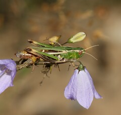 Stenobothrus lineatus