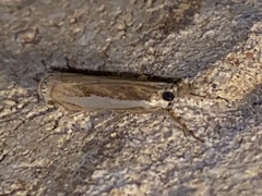 Crambus praefectellus