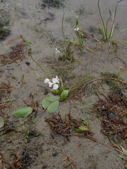 Sagittaria cuneata