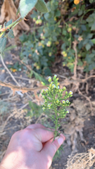 Erigeron canadensis