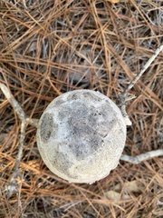 Amanita mutabilis