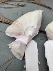 Amanita mutabilis