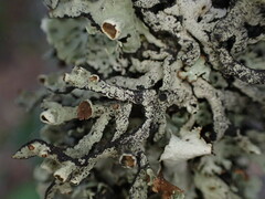 Hypogymnia imshaugii