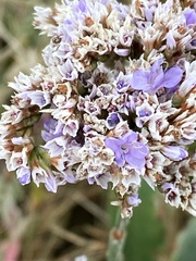 Limonium vulgare