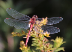 Sympetrum