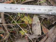 Drosera glanduligera