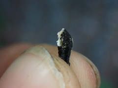 Hypogymnia imshaugii