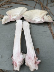 Amanita mutabilis