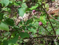 Vaccinium stamineum