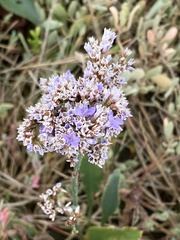 Limonium vulgare
