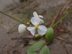 Sagittaria cuneata