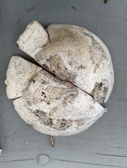 Amanita mutabilis