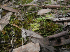 Drosera glanduligera
