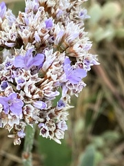 Limonium vulgare