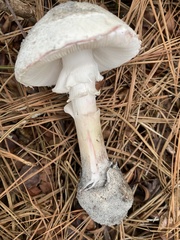 Amanita mutabilis