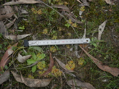 Drosera glanduligera