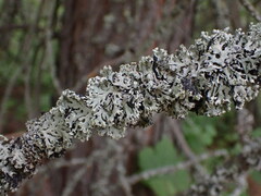 Hypogymnia physodes