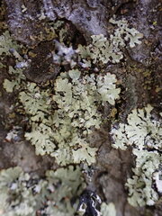 Parmeliopsis ambigua