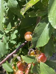 Prunus americana