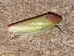 Gyponana octolineata