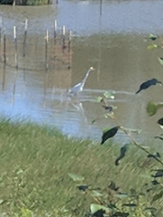Ardea alba