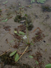 Sagittaria cuneata