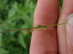 Juncus
