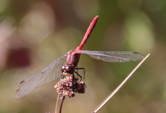 Sympetrum obtrusum